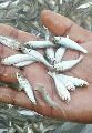 Silver Carp Fish Seed