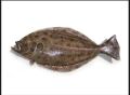 Indian Spiny Turbot Fish