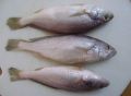 Fresh Silver Croaker Fish