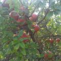 Pomagranate