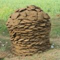 Dung Cake