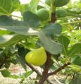 Fresh Yellow Fig
