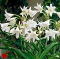 Crinum Lily White Flower Bulbs