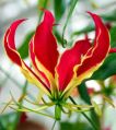 Gloriosa Red Flower Bulbs