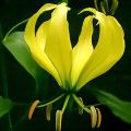 Gloriosa Yellow Flower Bulbs