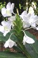Hedychium White Flower Bulbs