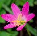 Rain Lily Rose Pink Flower Bulbs