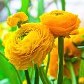 Ranunculus Yellow Flower Bulbs
