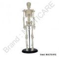 Mini Human Skeleton Model