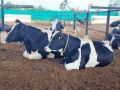 Black White Black & white Holstein Friesian Cow