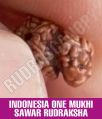 Twin Oval-round Beads In Which One Bead Overrides The Host Bead Rudrascanopy Brown indonesia one mukhi sawar rudraksha