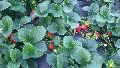 Nebula Strawberry Plants