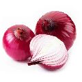 fresh onion