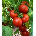 F1 Red Diamond Tomato Seeds