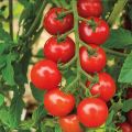 F1 Rishi 85 Tomato Seeds