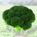 F1 Sunny Broccoli Seeds