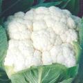 Kartiki Cauliflower Seeds