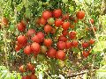 Res. Vishnu Navodya Tomato Seeds
