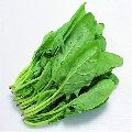 Research Golden Crown Spinach Seeds
