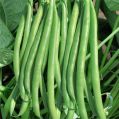 Research Menka Cluster Beans Seeds