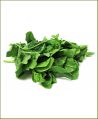 Research Nisha Pahari Spinach Seeds