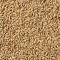 Organic Brown Barley Seeds