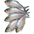 fresh hilsa fish