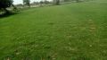 natural lawn grass