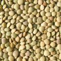 Lentils