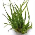 Vetiver Grass Sapling