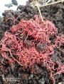Earth worms.   Vermiculture
