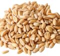 Non GMO Wheat