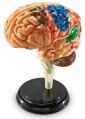Small Brain Human Model