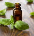 Pale Yellow Liquid Holy Basil Essential Oil