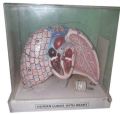 PVC human lungs heart anatomical model