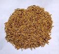 paddy seed(4094- bengal special)