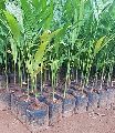 Sumangala Plants