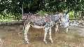 Rajasthan Donkey