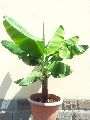 Dwarf Cavendish Banana Plant