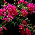 Bougainvillea Plants