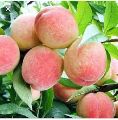 Peach Plants