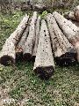 Khair Kattha Wood Logs