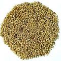 jowar seeds