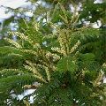 Acacia Polyacantha Plant