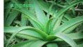 Common GMO Natural Organic Leaf Liquid Powder Solid Annapoorani aloe vera