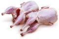 Frozen Quail Meat