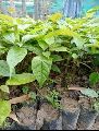 African Mahogany Plant