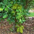 Jackfruit Plant