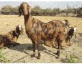 sirohi pregnant female goat