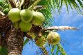 Organic Tender Coconut